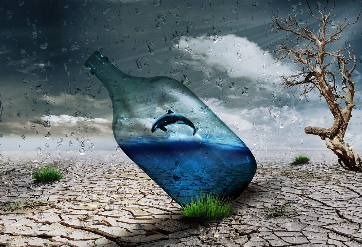 graphical image of a fish in the bottle